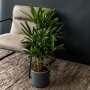 Stokpalm in woonkamer